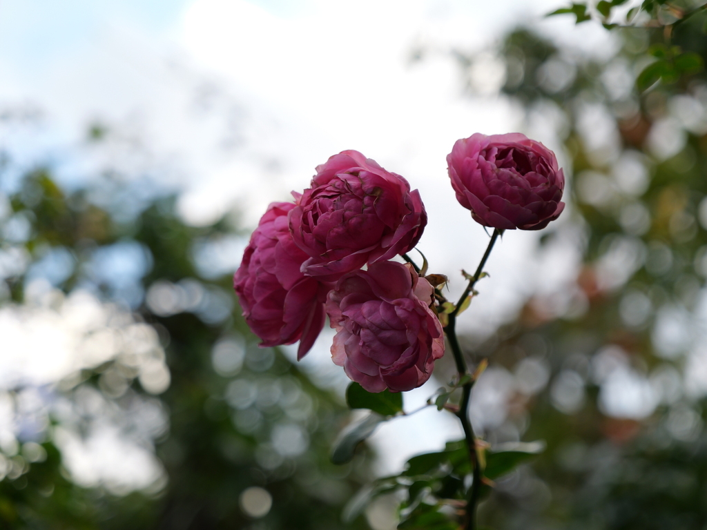 2024-11-09 14_57№(0357).JPG
