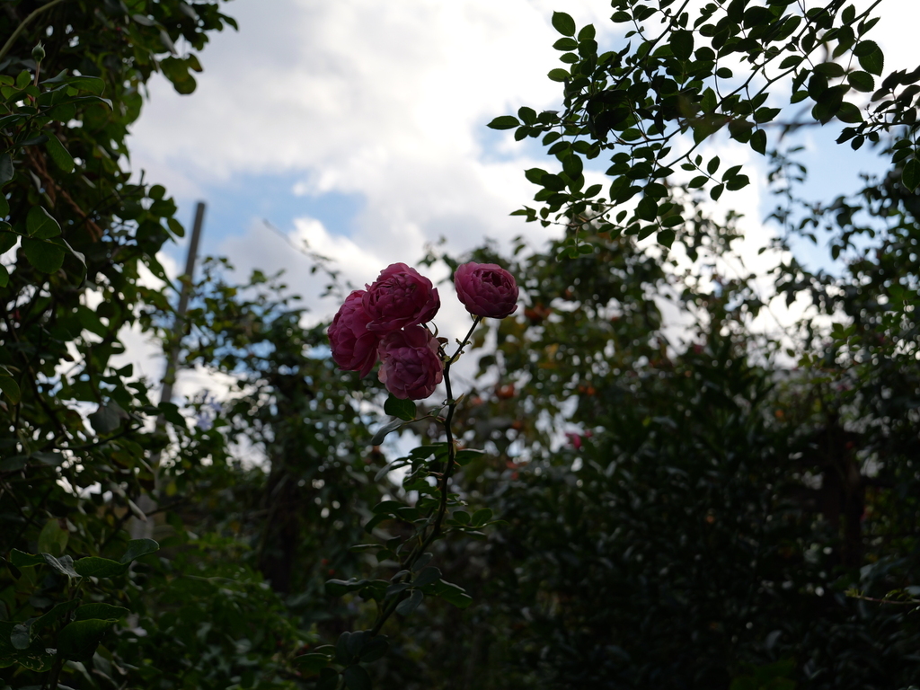 2024-11-09 14_57№(0362).JPG