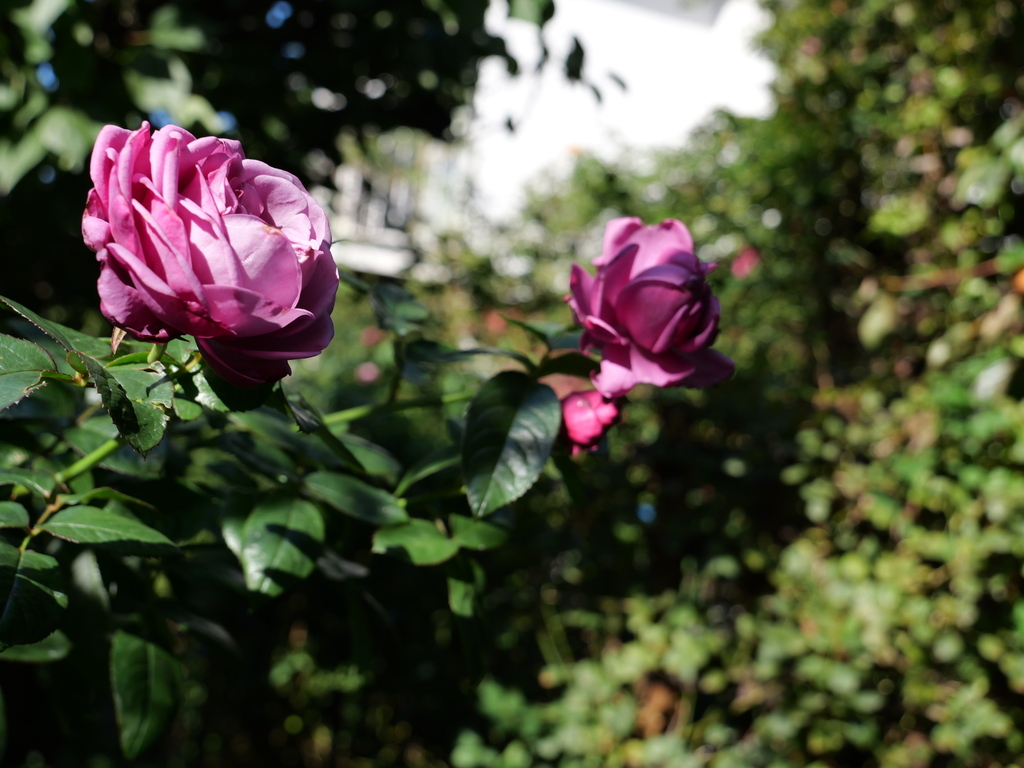 2024-11-17 11_48№(0350).JPG