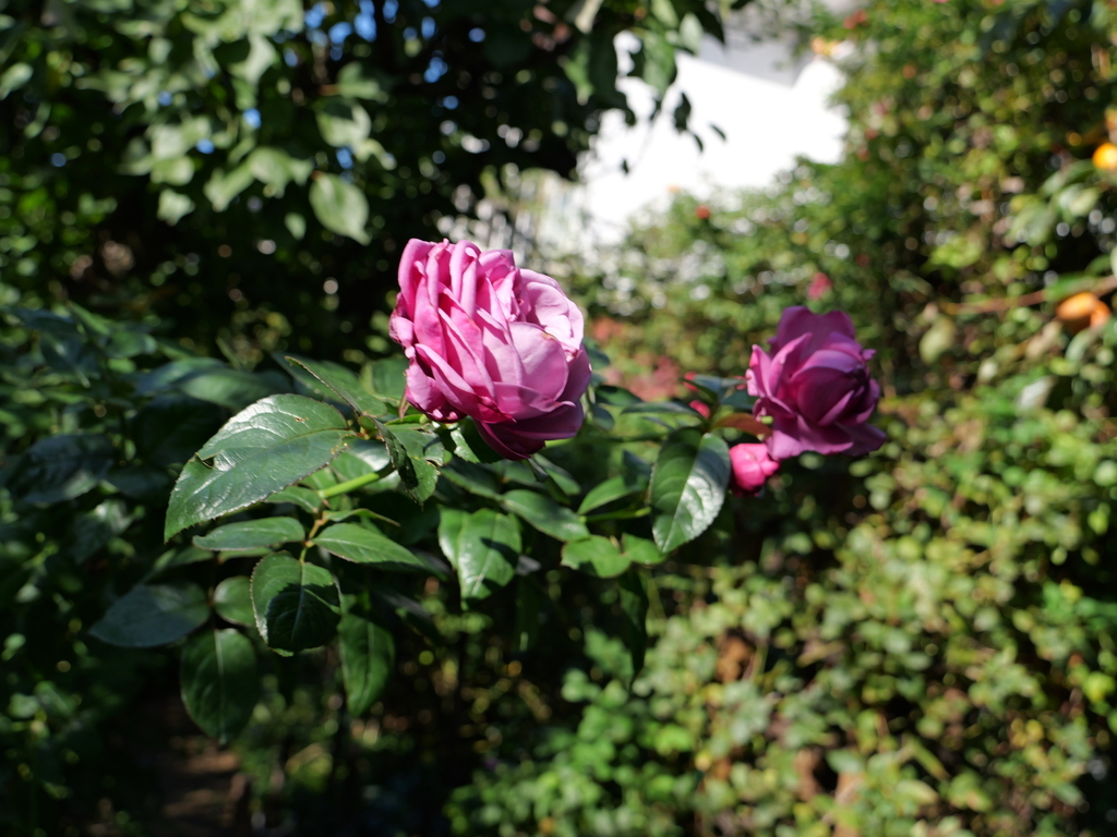 2024-11-17 11_48№(0351).JPG