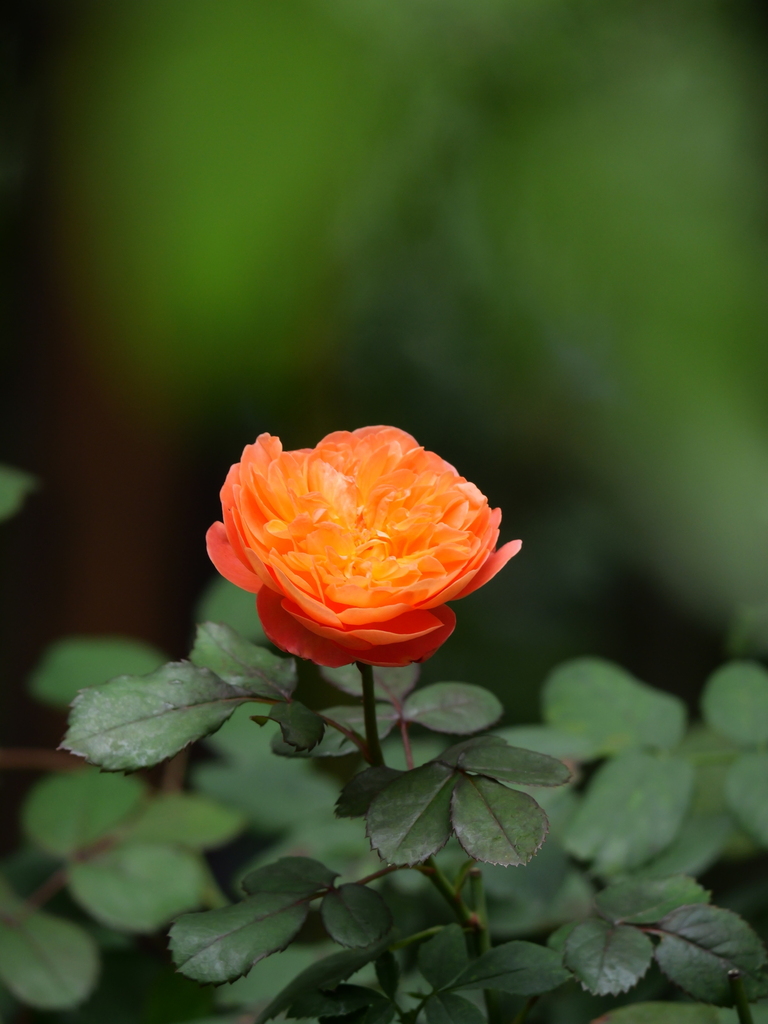 2024-11-18 10_12№(0122).JPG