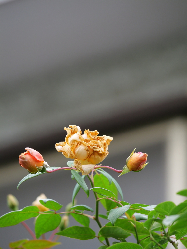 2024-11-18 10_14№(0128).JPG
