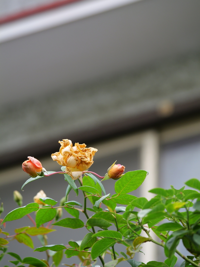 2024-11-18 10_14№(0130).JPG
