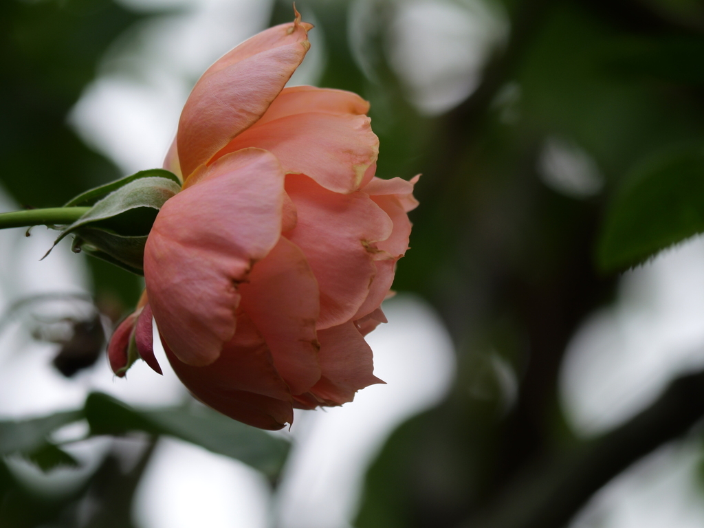 2024-11-18 10_29№(0176).JPG