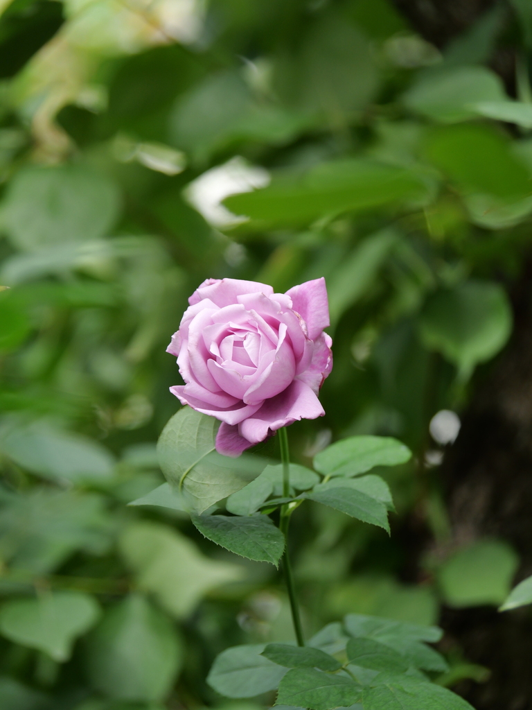2024-11-18 11_44№(0315).JPG