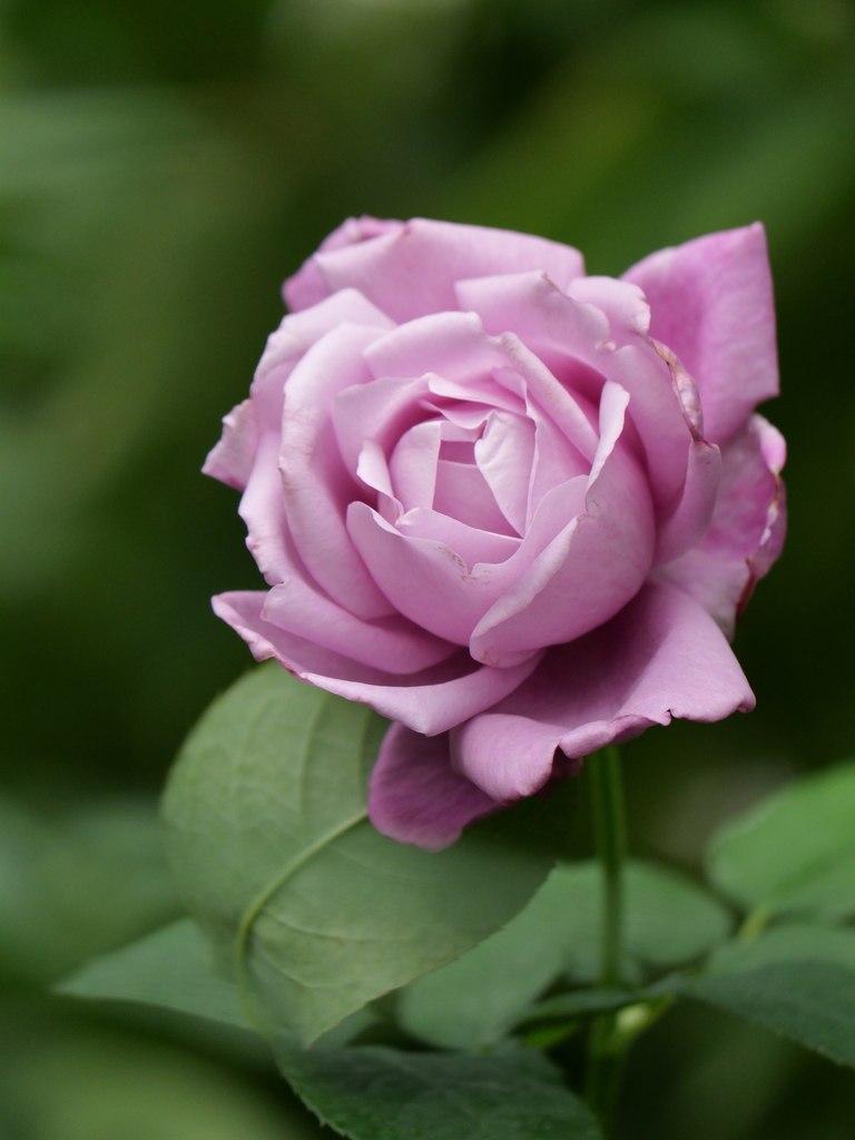 2024-11-18 11_44№(0316).JPG