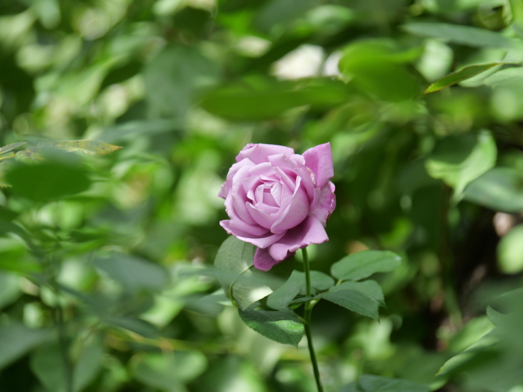 2024-11-18 11_44№(0319).JPG