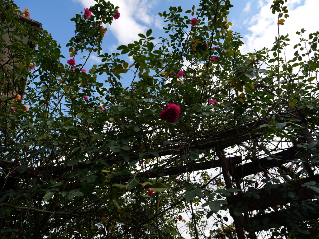 2024-12-19 11_45№(0064).JPG
