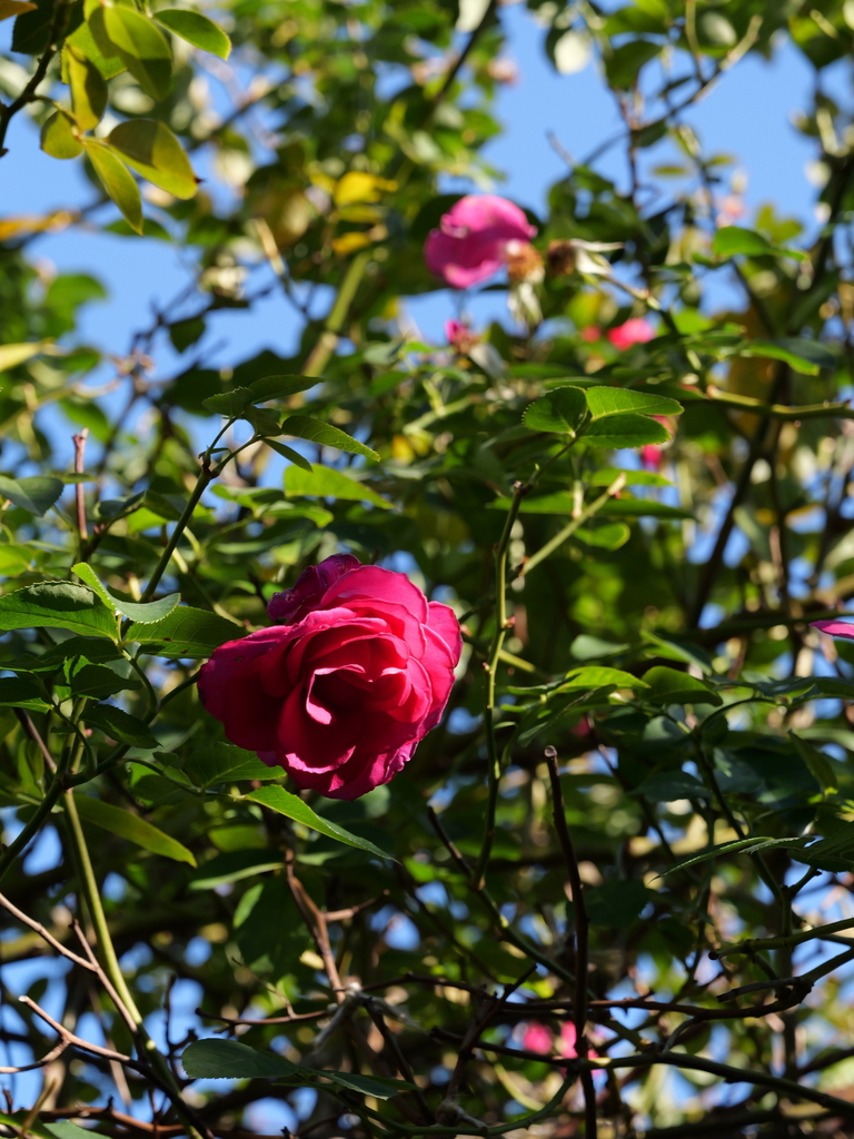2024-12-19 13_39№(0137).JPG