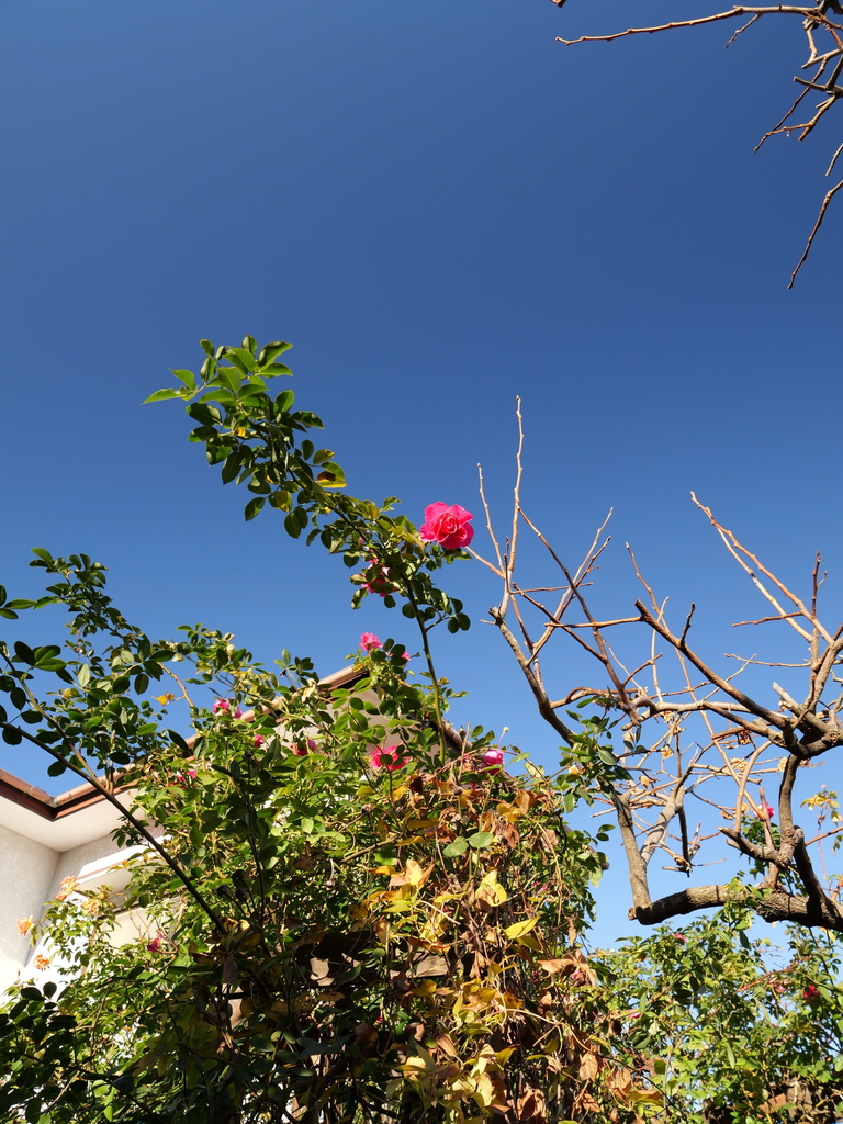 2024-12-19 13_40№(0141).JPG