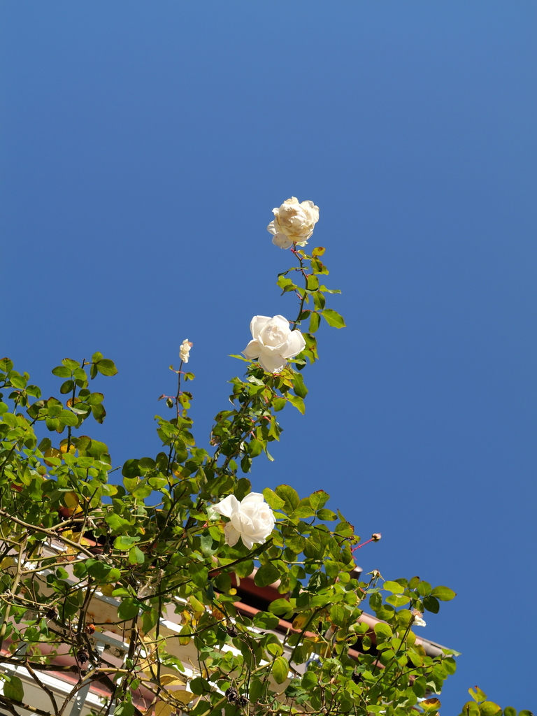 2024-12-19 13_50№(0237).JPG