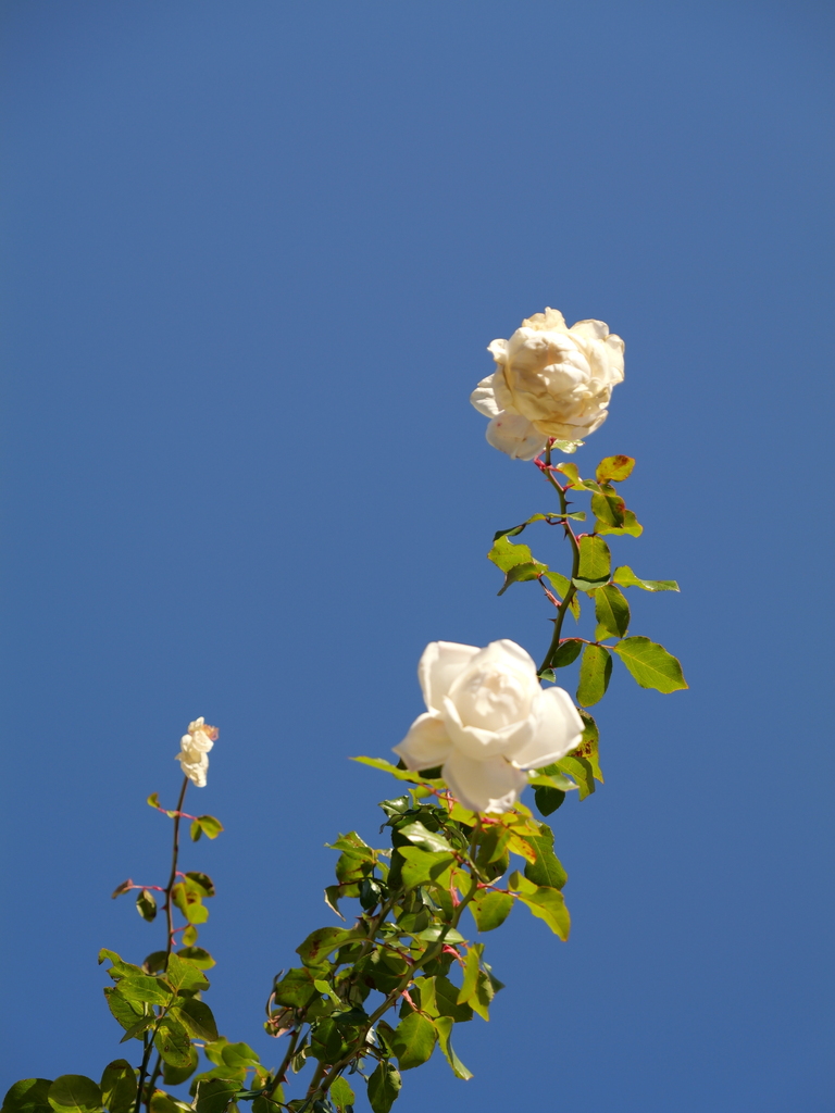 2024-12-19 13_50№(0241).JPG