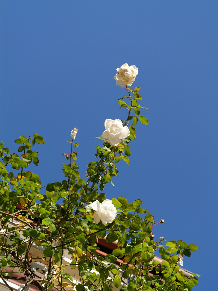 2024-12-19 13_50№(0242).JPG