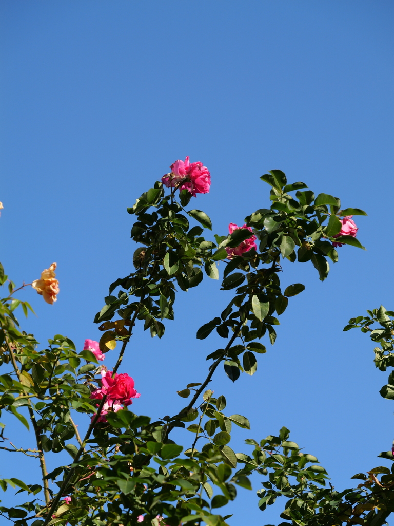 2024-12-19 13_51№(0270).JPG