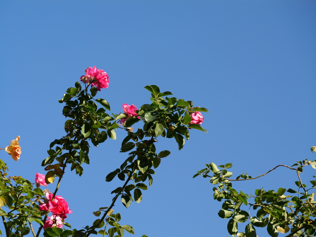 2024-12-19 13_51№(0271).JPG