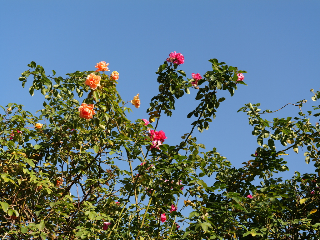 2024-12-19 13_51№(0273).JPG
