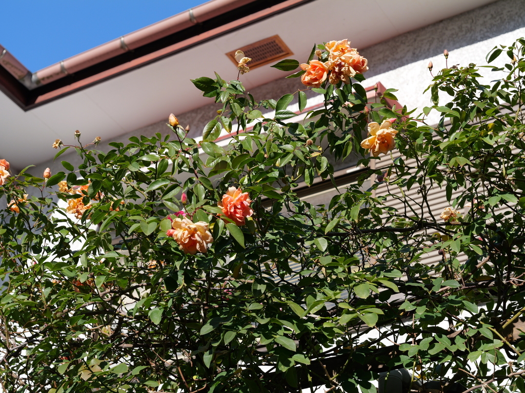 2024-12-19 13_51№(0274).JPG