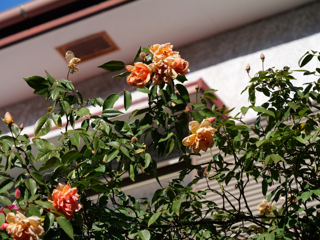 2024-12-19 13_51№(0275).JPG