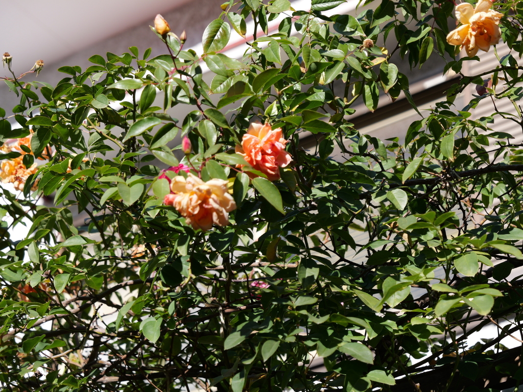 2024-12-19 13_51№(0276).JPG