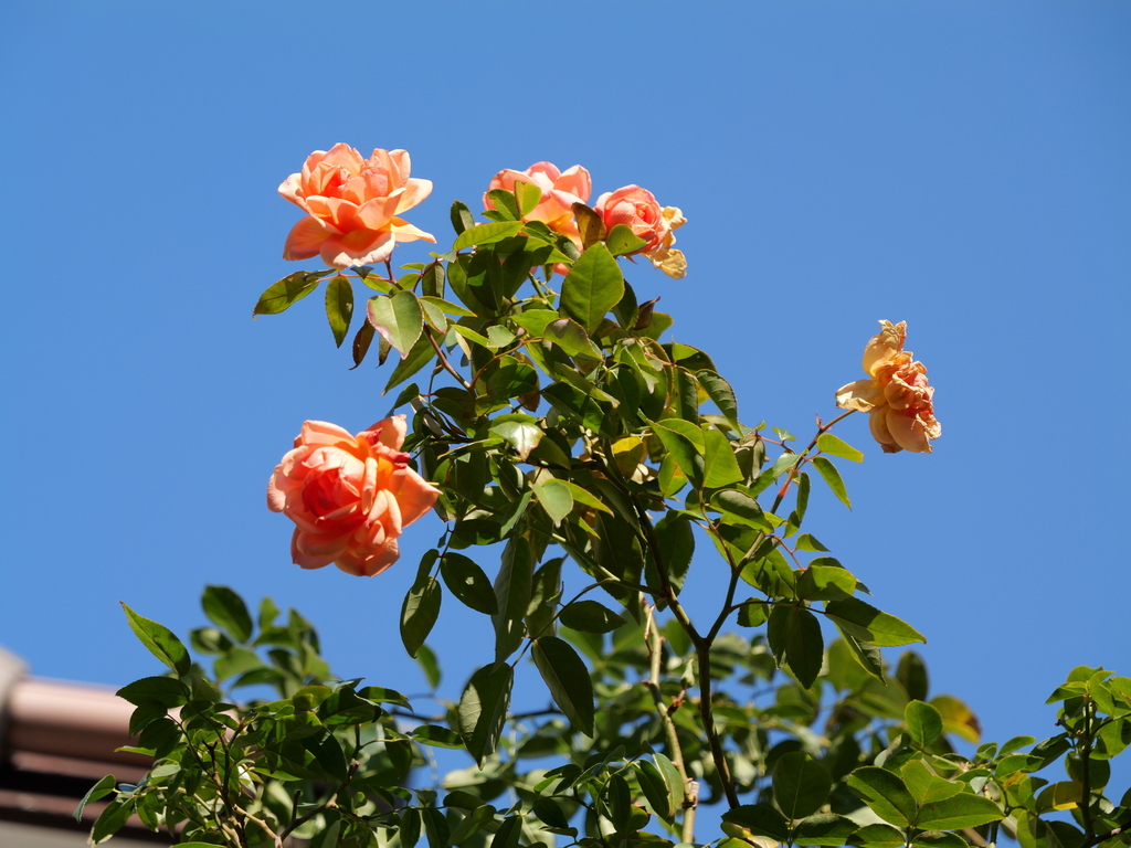 2024-12-19 13_51№(0279).JPG