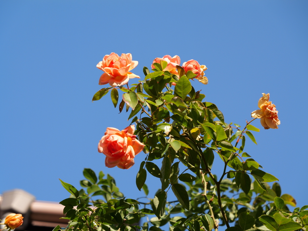 2024-12-19 13_51№(0280).JPG