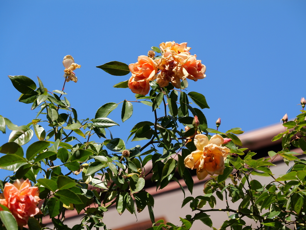 2024-12-19 13_51№(0281).JPG