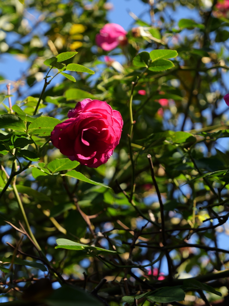 2024-12-19 13_52№(0283).JPG