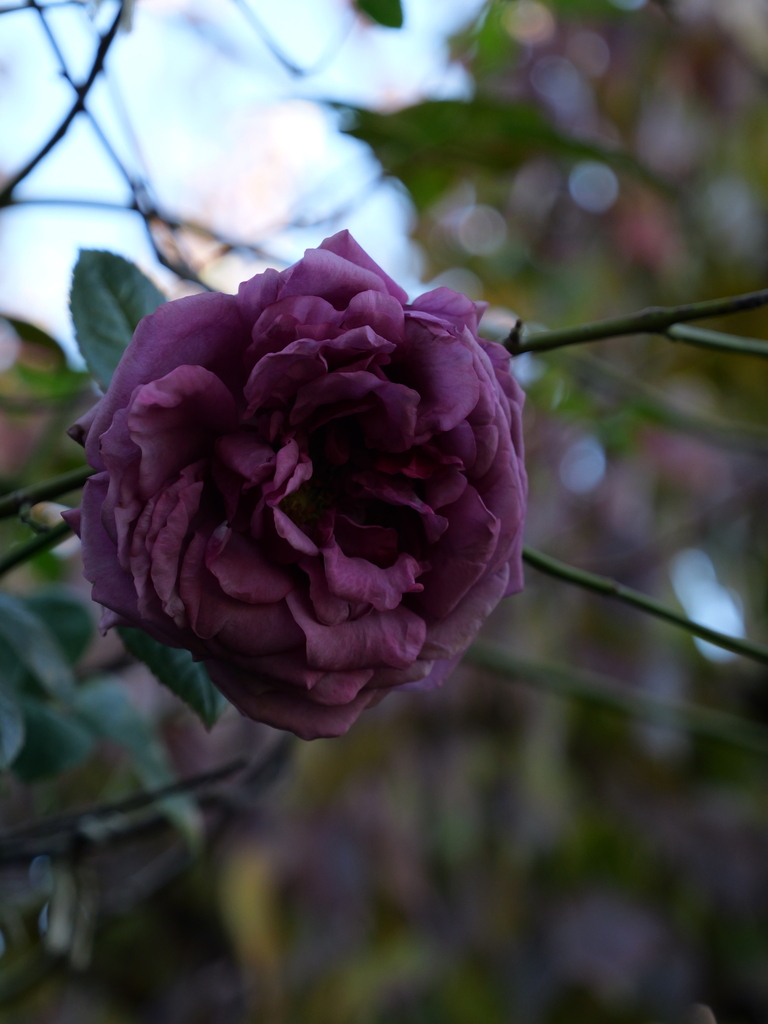 2024-12-19 13_52№(0287).JPG