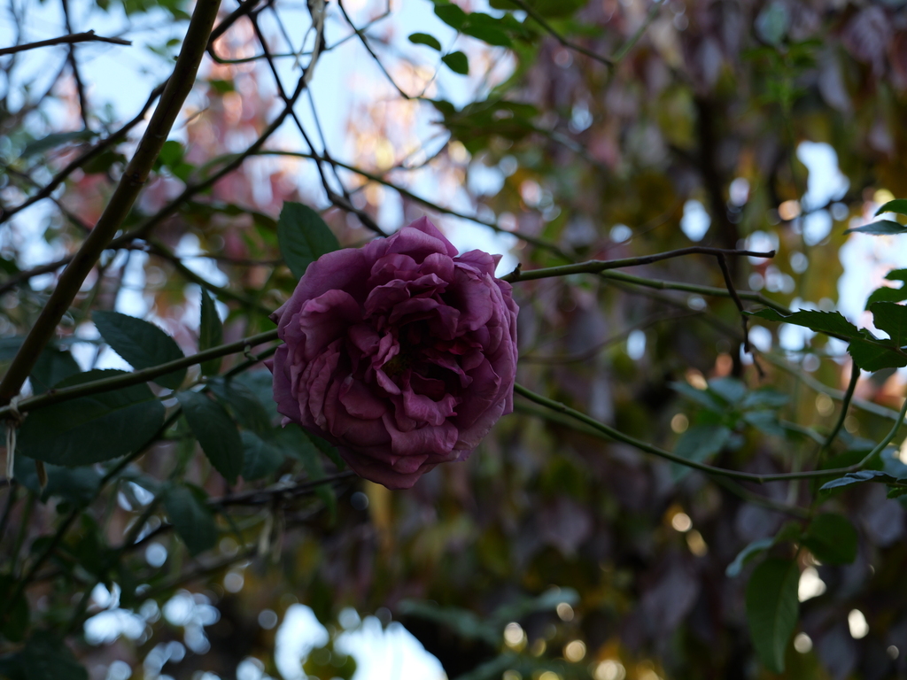 2024-12-19 13_52№(0289).JPG
