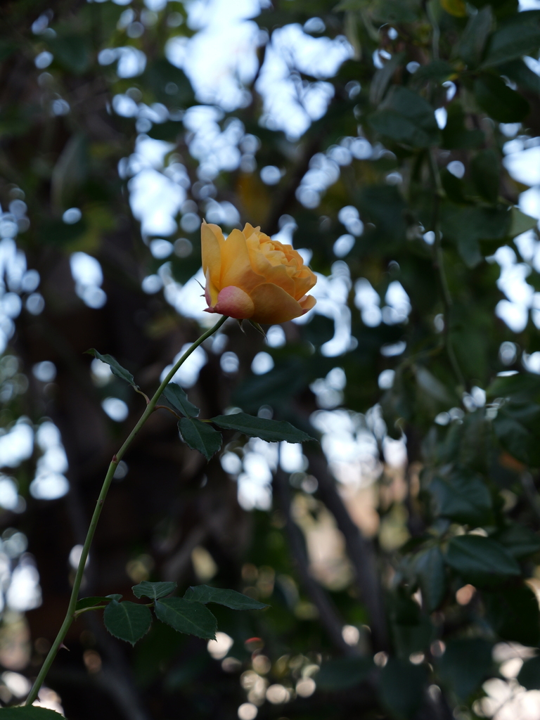 2024-12-19 13_52№(0293).JPG
