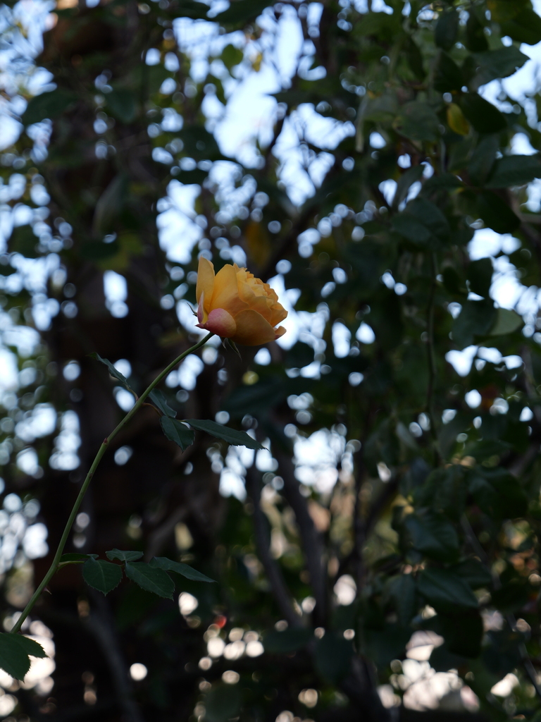 2024-12-19 13_52№(0294).JPG