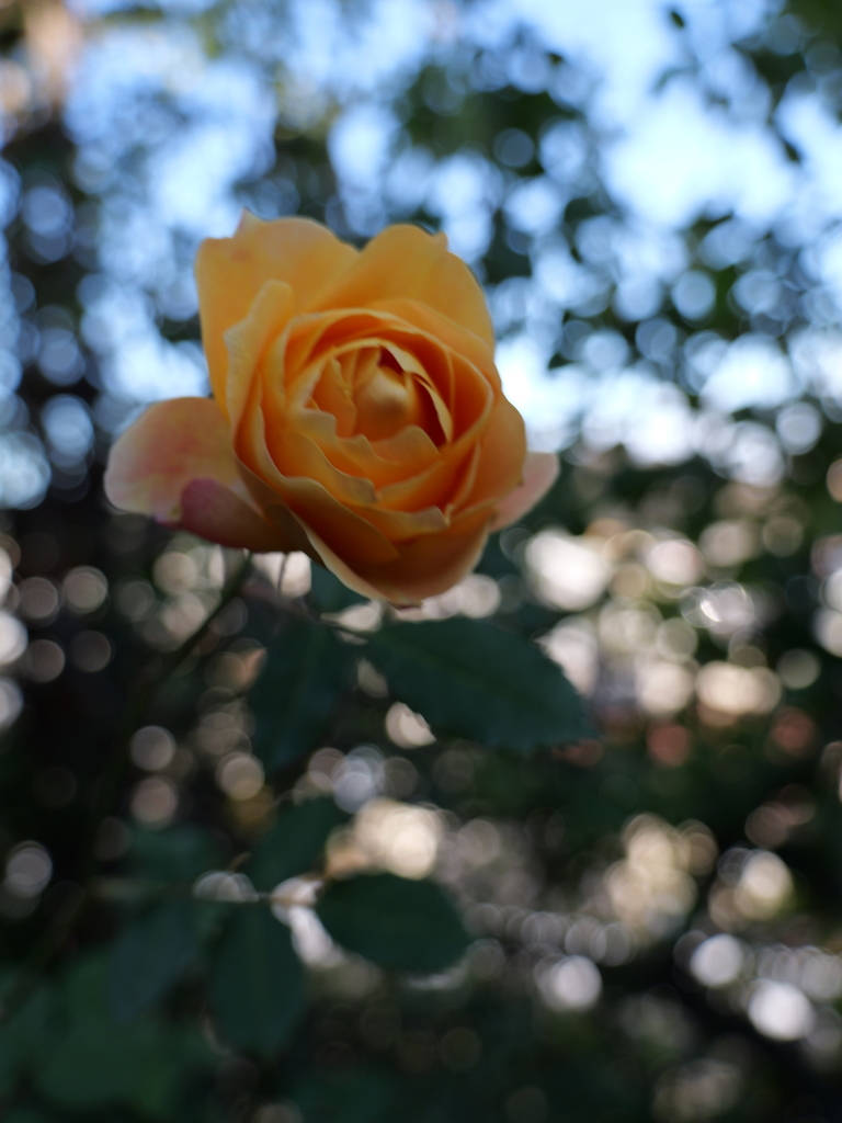 2024-12-19 13_52№(0298).JPG