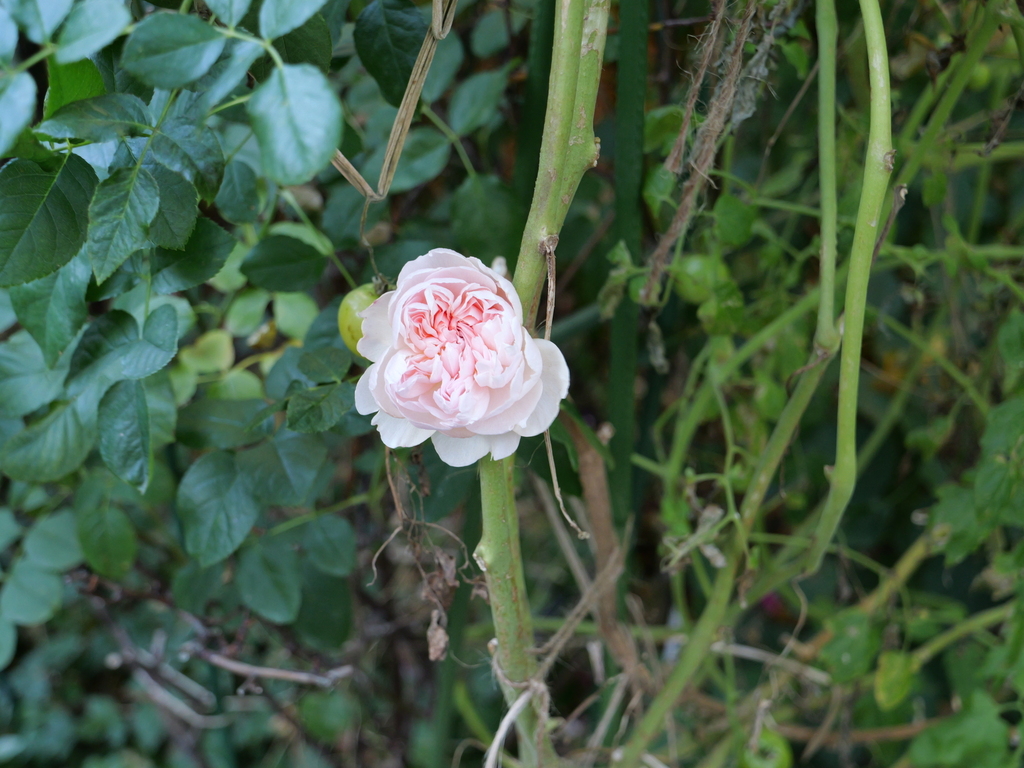 2024-12-19 13_53№(0302).JPG
