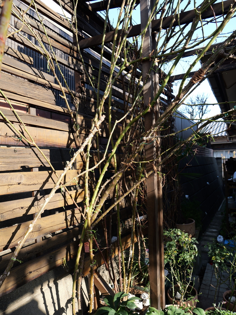 2024-12-26 09_14№(0056).JPG