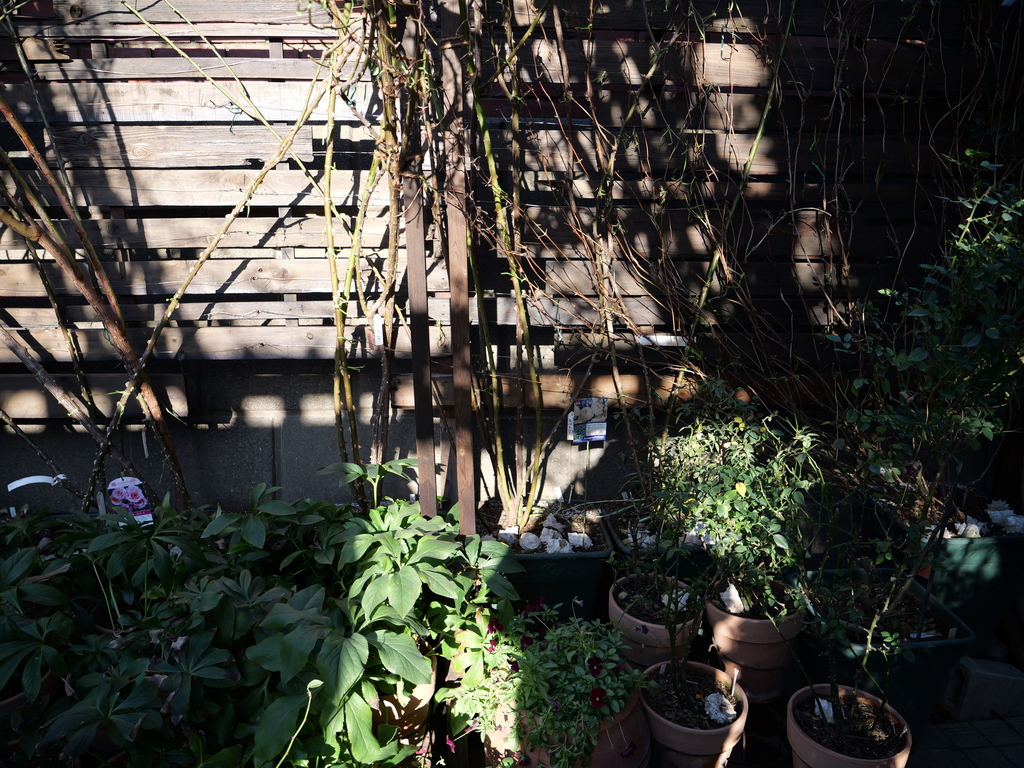2024-12-26 09_26№(0099).JPG