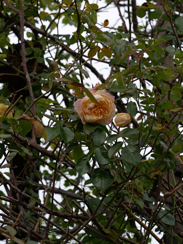 2025-01-12 11_42№(0188).JPG