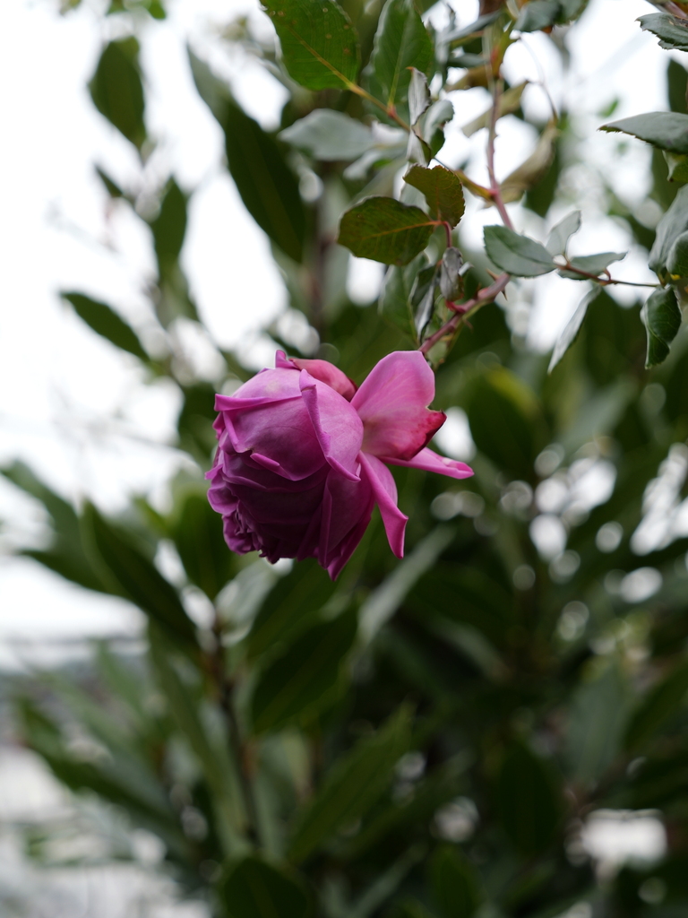 2025-01-12 11_46№(0282).JPG