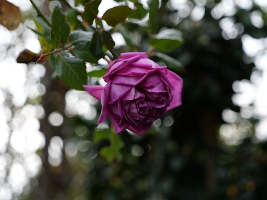 2025-01-12 11_47№(0287).JPG