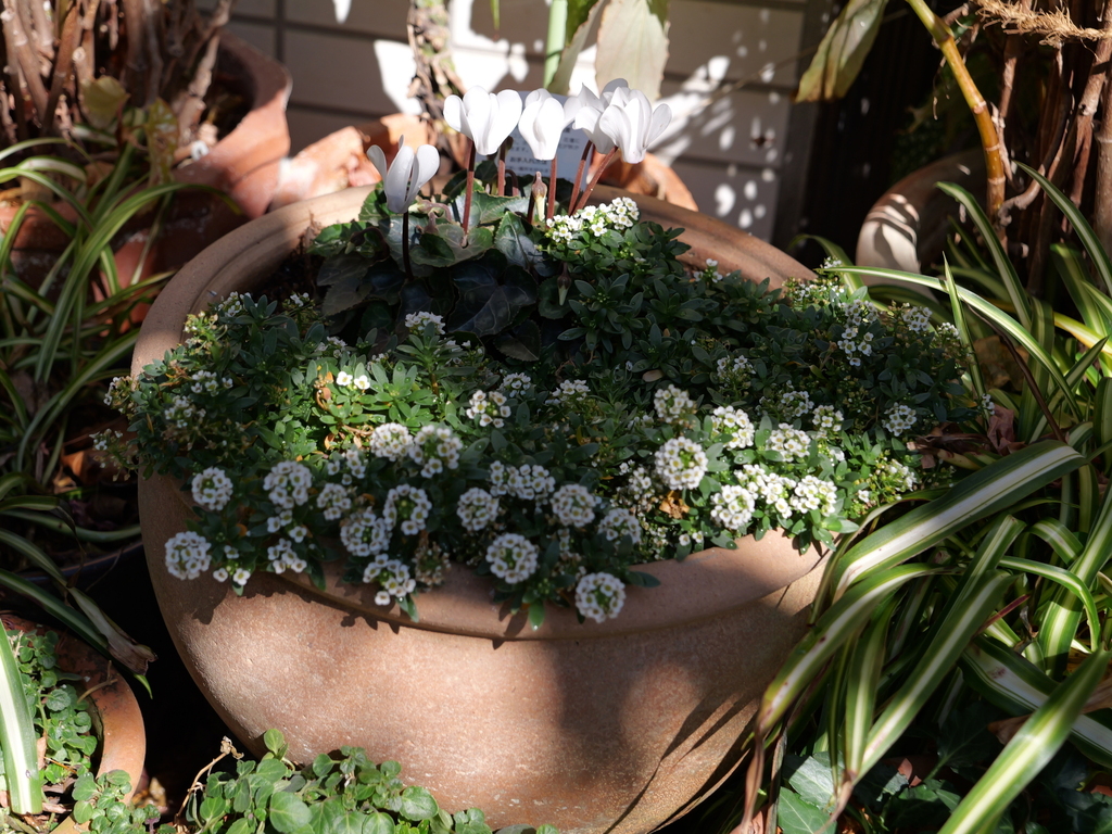 2025-03-01 12_27№(0141).JPG
