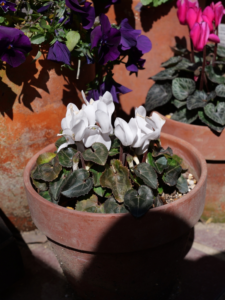 2025-03-07 12_07№(0089).JPG