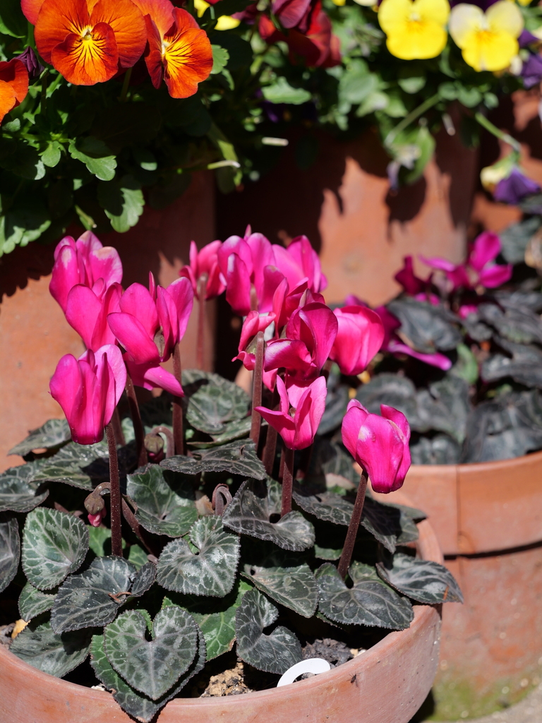 2025-03-07 12_07№(0090).JPG
