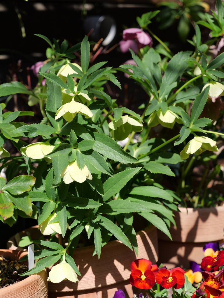 2025-03-07 12_07№(0093).JPG