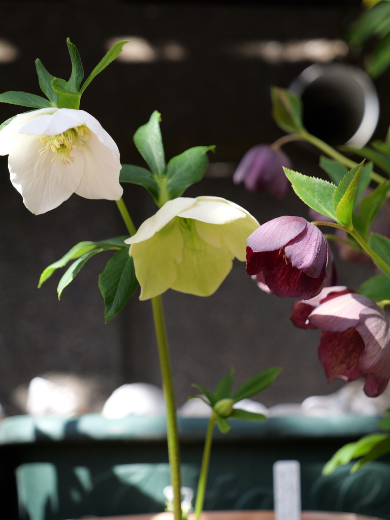 2025-03-07 12_08№(0096).JPG