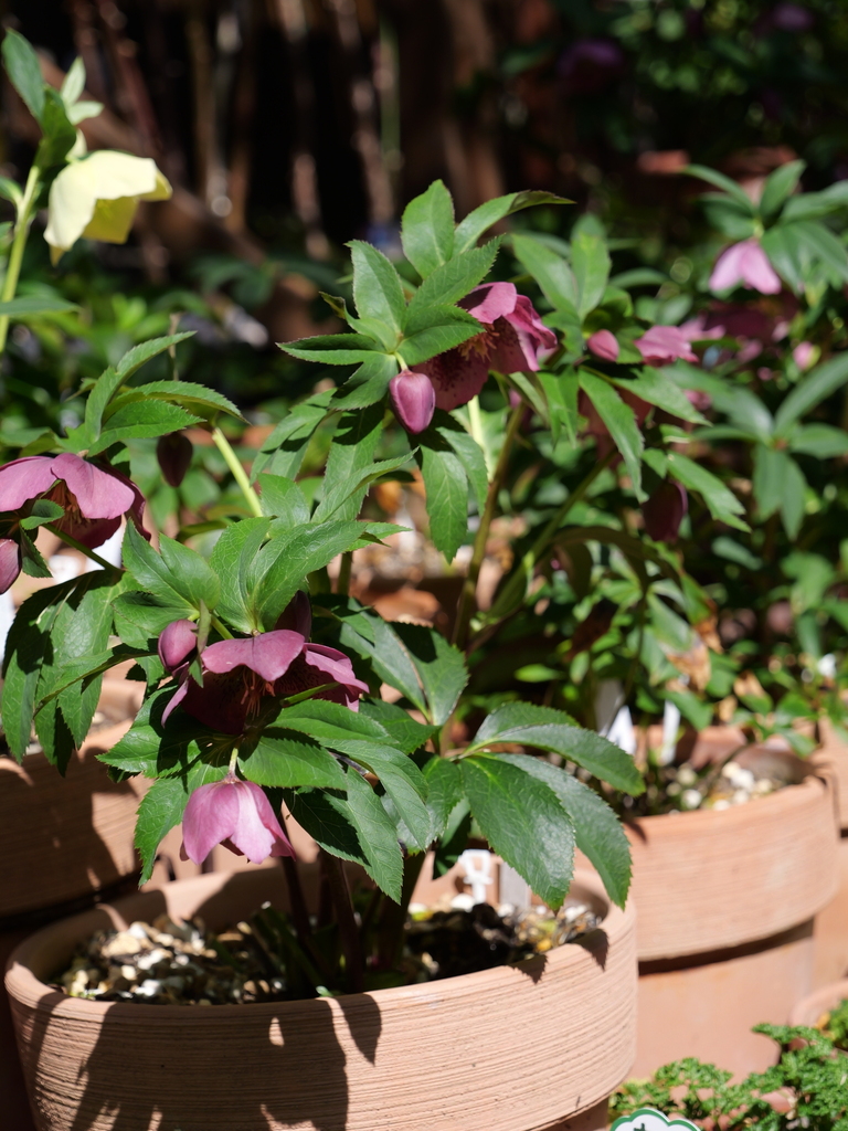 2025-03-07 12_08№(0097).JPG