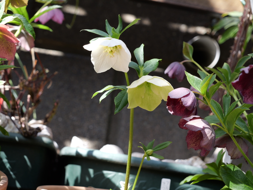 2025-03-07 12_08№(0109).JPG