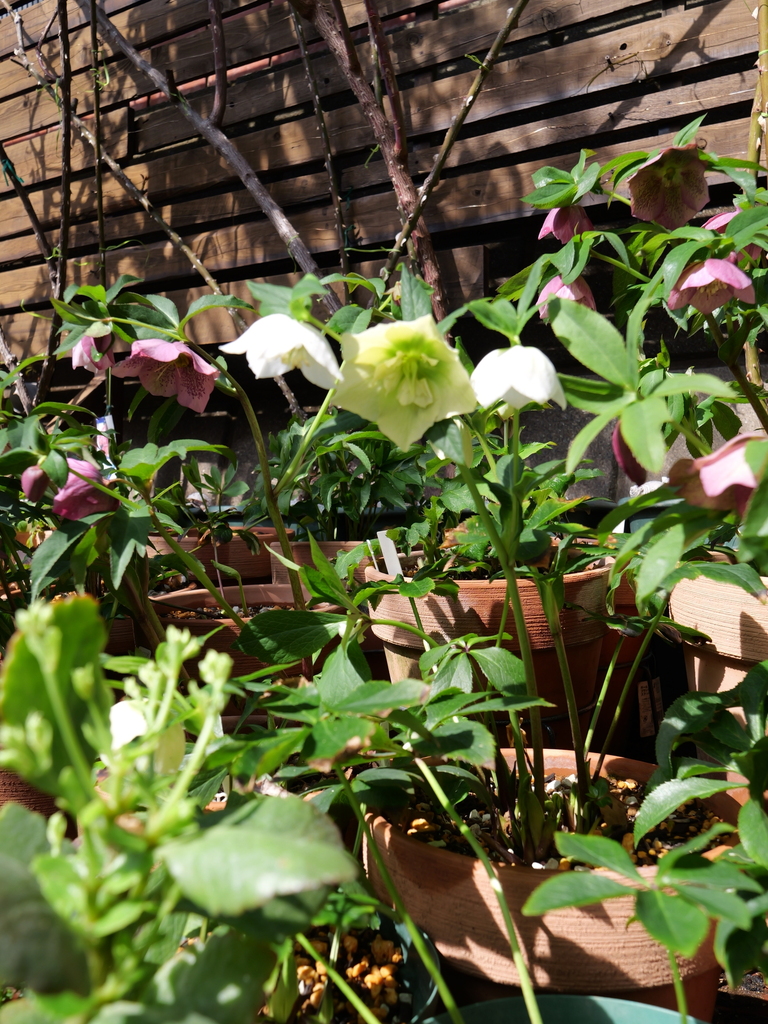 2025-03-13 11_03№(0065).JPG