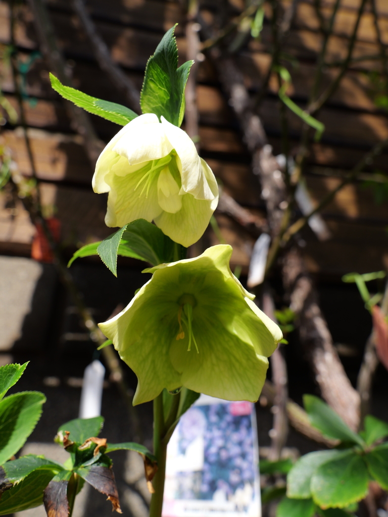 2025-03-13 11_04№(0073).JPG