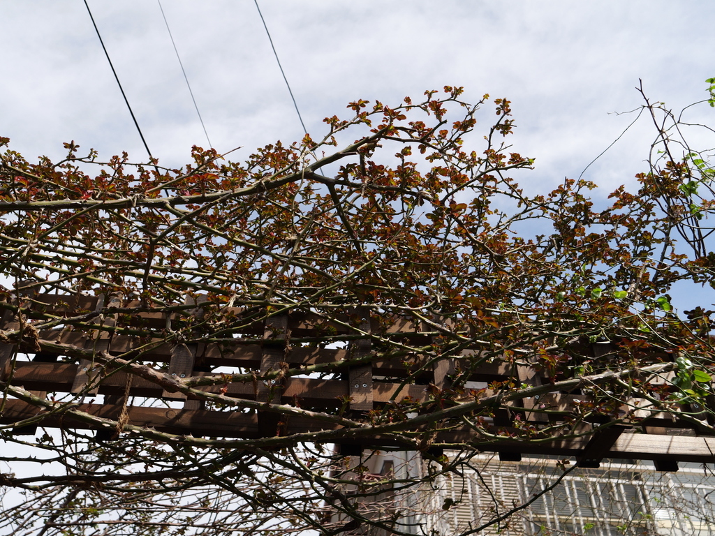 2025-03-13 11_39№(0156).JPG
