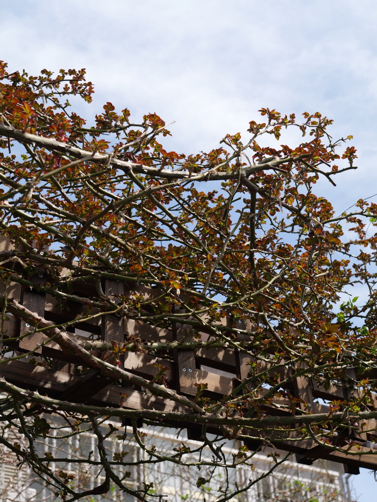 2025-03-13 11_39№(0157).JPG