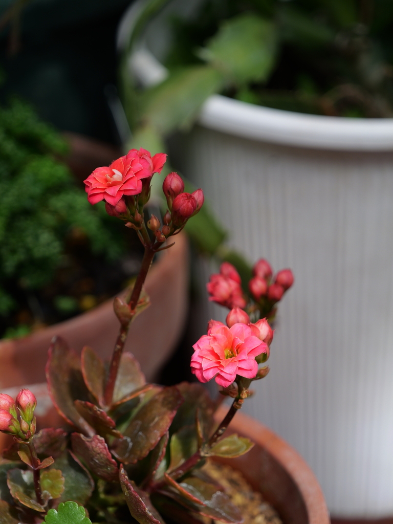 2025-03-13 11_39№(0171).JPG